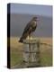 Bzzard (Buteo Buteo) on Fence Post, Captive, Cumbria, England, United Kingdom-Steve & Ann Toon-Premier Image Canvas