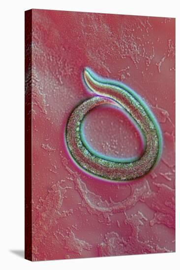 C. Elegans Mutant Worm, Light Micrograph-Sinclair Stammers-Premier Image Canvas