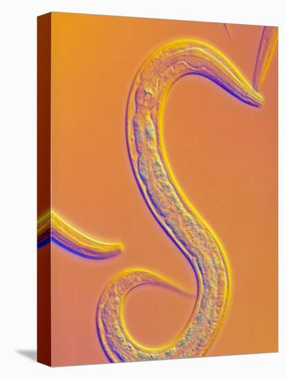 C. Elegans Worm-Sinclair Stammers-Premier Image Canvas