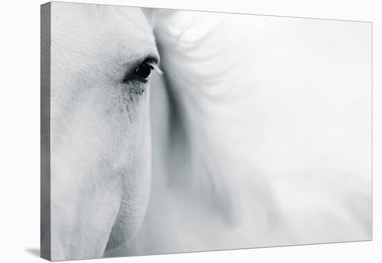 Caballo Blanco II-Shana Rae-Stretched Canvas