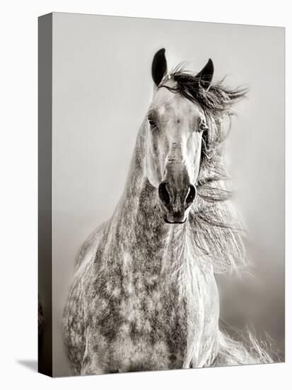 Caballo de Andaluz-Lisa Dearing-Premier Image Canvas