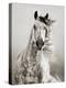 Caballo de Andaluz-Lisa Dearing-Premier Image Canvas