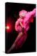 Cabaret Dancer Over Dark Background-Elena Efimova-Premier Image Canvas