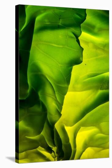 Cabbage detail showing veins. Lit from within.-Brent Bergherm-Premier Image Canvas