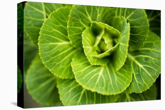 Cabbage Detail-Erin Berzel-Premier Image Canvas