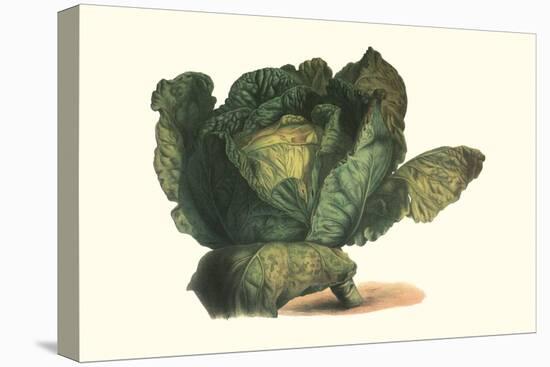 Cabbage Head-Philippe-Victoire Leveque de Vilmorin-Stretched Canvas