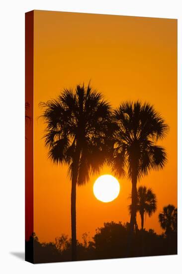 Cabbage Palms at Sunrise, Florida Bay, Everglades NP, Florida, Usa-Maresa Pryor-Premier Image Canvas