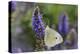 Cabbage White Butterfly Louisville, Kentucky-Adam Jones-Premier Image Canvas