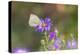 Cabbage white on Frikart's Aster-Richard and Susan Day-Premier Image Canvas