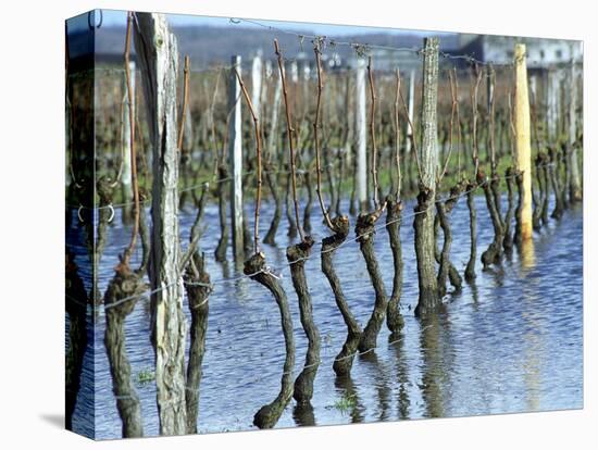 Cabernet Franc Vines in Bourgueil, Bourgueil, Indre Et Loire, France-Per Karlsson-Premier Image Canvas