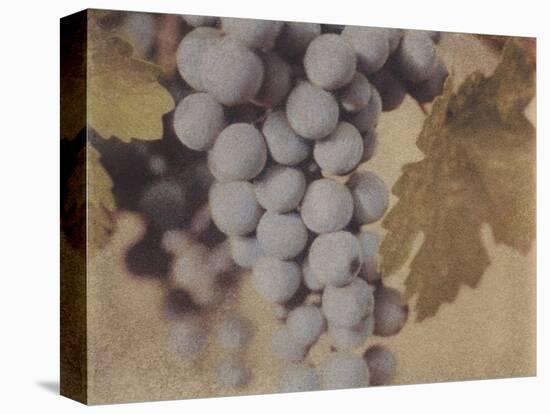 Cabernet Franc-Jennifer Kennard-Premier Image Canvas