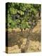 Cabernet Sauvignon Grapes, Aquitaine, France-Michael Busselle-Premier Image Canvas