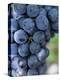 Cabernet Sauvignon Grapes, Aquitaine, France-Michael Busselle-Premier Image Canvas