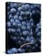 Cabernet-Sauvignon Grapes from Pomerol, France-Joerg Lehmann-Premier Image Canvas