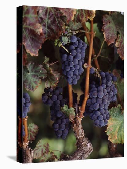 Cabernet Sauvignon Grapes in Vineyard, Wine Country, California, USA-null-Stretched Canvas