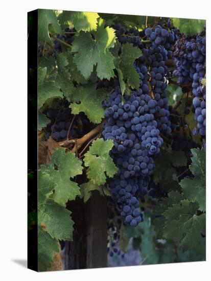 Cabernet Sauvignon Grapes in Vineyard, Wine Country, California, USA-null-Premier Image Canvas