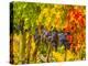 Cabernet Sauvignon Grapes Ready for Harvest, Washington, USA-Richard Duval-Premier Image Canvas