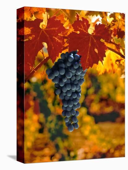 Cabernet Sauvignon Grapes-Charles O'Rear-Premier Image Canvas