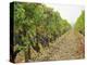 Cabernet Sauvignon Vines with Grapes, Chateau Du Tertre, Margaus, Medoc, Bordeaux, Gironde, France-Per Karlsson-Premier Image Canvas