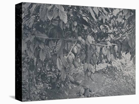 'Cacao Tree', 1924-J.S Fry & Sons-Premier Image Canvas
