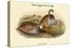 Caccabis Rubra - Red-Legged Partridge-John Gould-Stretched Canvas