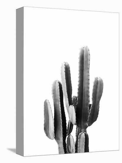 Cacti Black and White-Sisi and Seb-Stretched Canvas