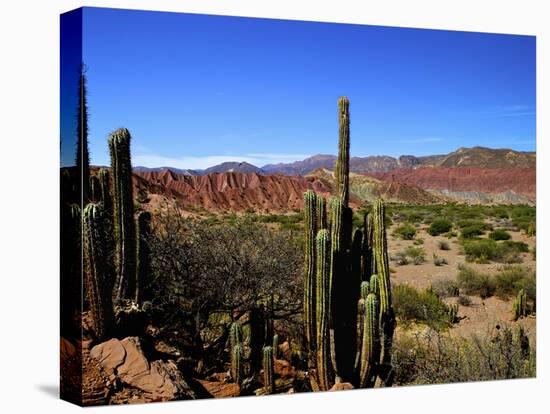 Cacti in Canon del Inca, Tupiza Chichas Range, Andes, Southwestern Bolivia, South America-Simon Montgomery-Premier Image Canvas