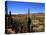 Cacti in Canon del Inca, Tupiza Chichas Range, Andes, Southwestern Bolivia, South America-Simon Montgomery-Premier Image Canvas