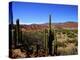 Cacti in Canon del Inca, Tupiza Chichas Range, Andes, Southwestern Bolivia, South America-Simon Montgomery-Premier Image Canvas