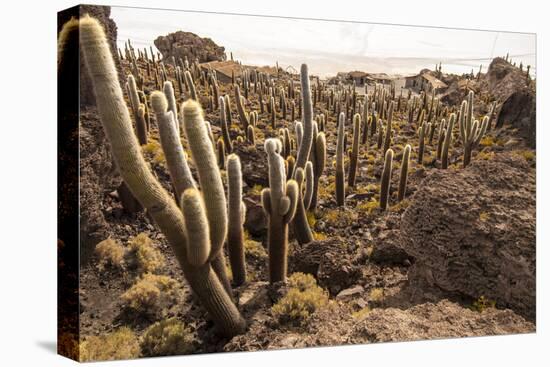 Cacti in Salar De Uyuni-Rigamondis-Premier Image Canvas