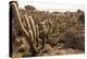 Cacti in Salar De Uyuni-Rigamondis-Premier Image Canvas