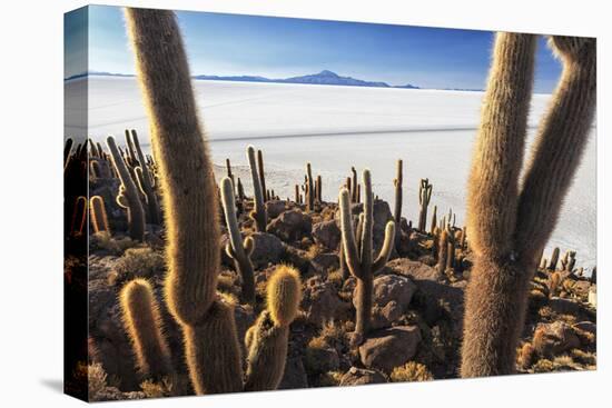 Cacti, Isla Incahuasi, a Unique Outcrop in the Middle of the Salar De Uyuni, Oruro, Bolivia-Roberto Moiola-Premier Image Canvas