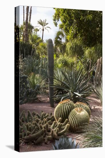 Cacti, Jardin Majorelle, Owned by Yves St. Laurent, Marrakech, Morocco, North Africa, Africa-Stephen Studd-Premier Image Canvas