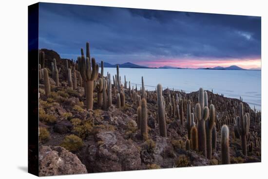 Cacti on the Isla Del Pescado Above the Salar De Uyuni at Sunset-Alex Saberi-Premier Image Canvas