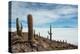 Cacti on the Isla Del Pescado Above the Salar De Uyuni-Alex Saberi-Premier Image Canvas