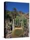 Cacti, Palmitos Ornithological Park, Maspalomas, Gran Canaria, Canary Islands, Spain-Philip Craven-Premier Image Canvas