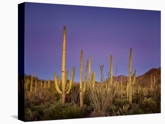 Cacti View I-David Drost-Premier Image Canvas
