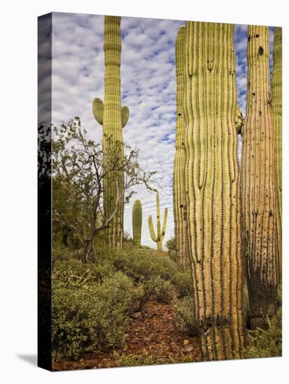 Cacti View IV-David Drost-Premier Image Canvas