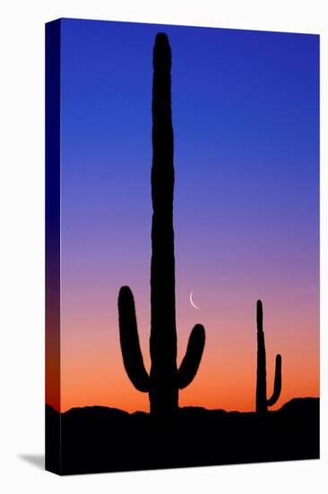 Cactus and Moon-Lantern Press-Stretched Canvas