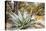 Cactus and Succulent Garden, Mountain Aloe, Tucson, Arizona, USA-Jamie & Judy Wild-Premier Image Canvas