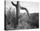 Cactus at left and surroundings, Saguaro National Monument, Arizona, ca. 1941-1942-Ansel Adams-Stretched Canvas