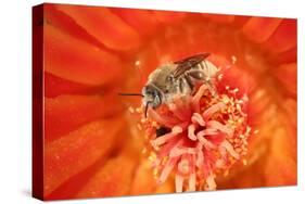 Cactus bees collecting pollen from Hedgehog cactus, USA-John Cancalosi-Premier Image Canvas