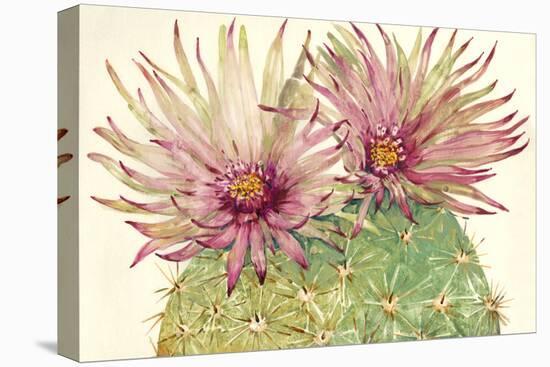 Cactus Blossoms I-Tim OToole-Stretched Canvas