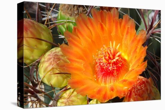 Cactus Flower II-Douglas Taylor-Premier Image Canvas