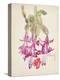 Cactus Flower-Charles Rennie Mackintosh-Premier Image Canvas