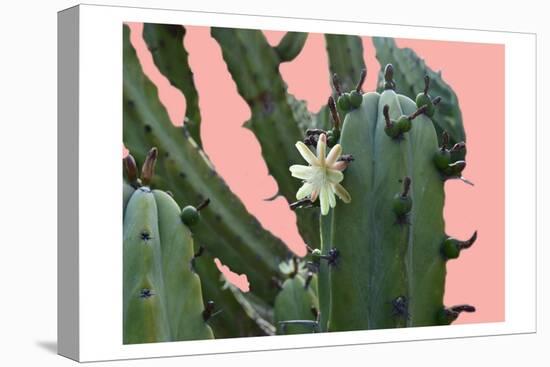 Cactus Flower-Sheldon Lewis-Stretched Canvas