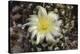 Cactus Flowers 1007-Gordon Semmens-Stretched Canvas