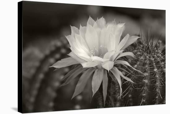 Cactus Flowers-1010-B&W-Gordon Semmens-Stretched Canvas