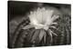 Cactus Flowers-1010-B&W-Gordon Semmens-Premier Image Canvas