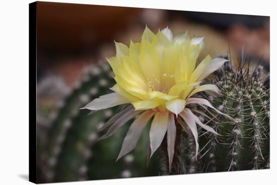 Cactus Flowers 1010-Gordon Semmens-Stretched Canvas